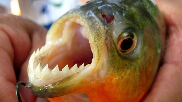 La palometa es un pez carnívoro similar a la piraña