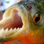 La palometa es un pez carnívoro similar a la piraña