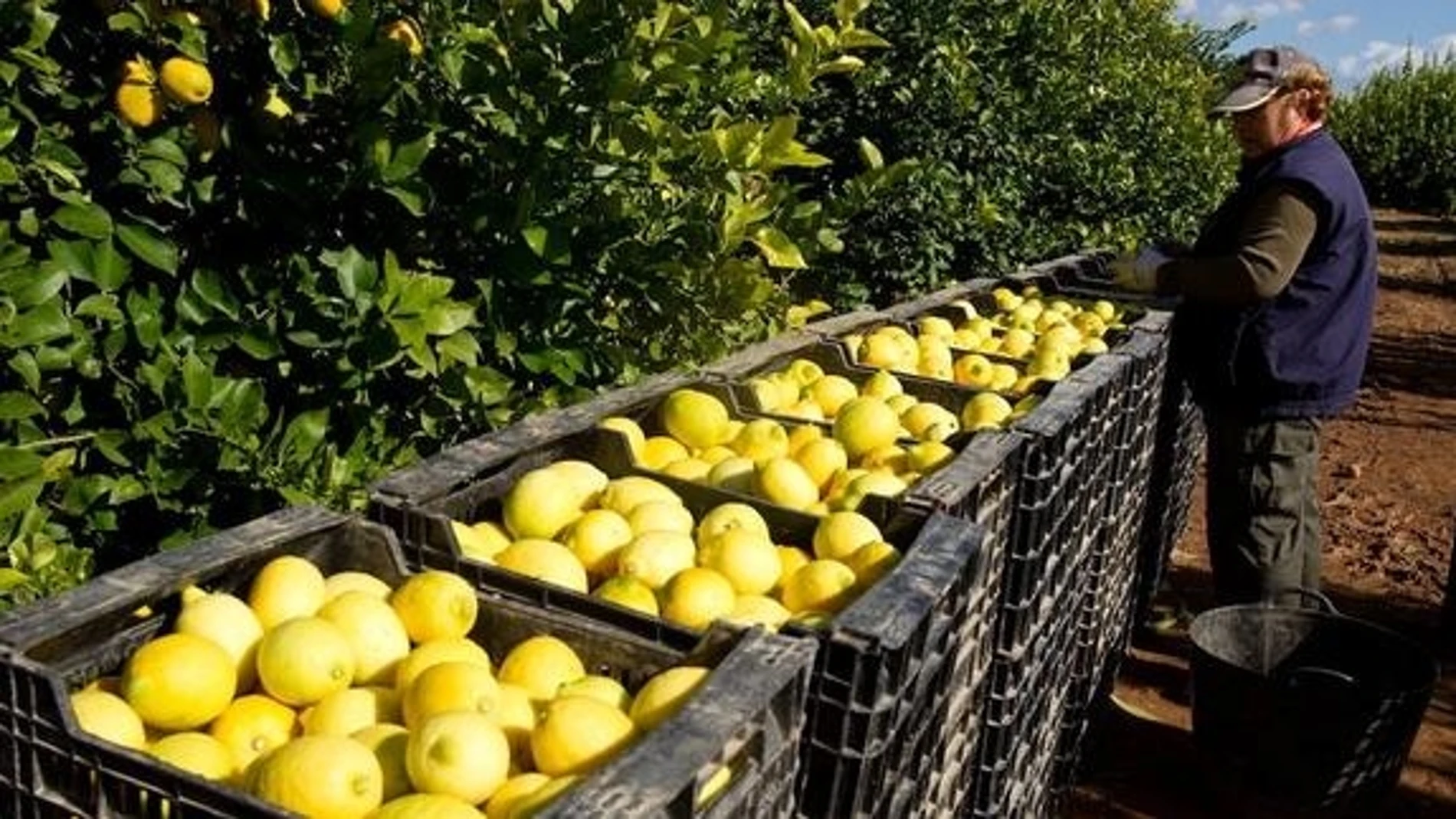 Asaja considera urgente congelar la promoción del limón de Ailimpo