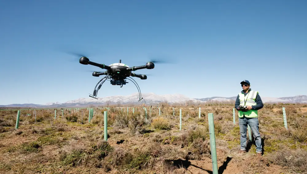 Proyecto de reforestación