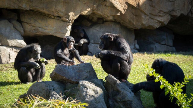 Chimpancés en la selva ecuatorial de BIOPARC Valencia
