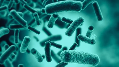 Las bacterias que viven en el intestino forman la microbiota natural de los seres vivos