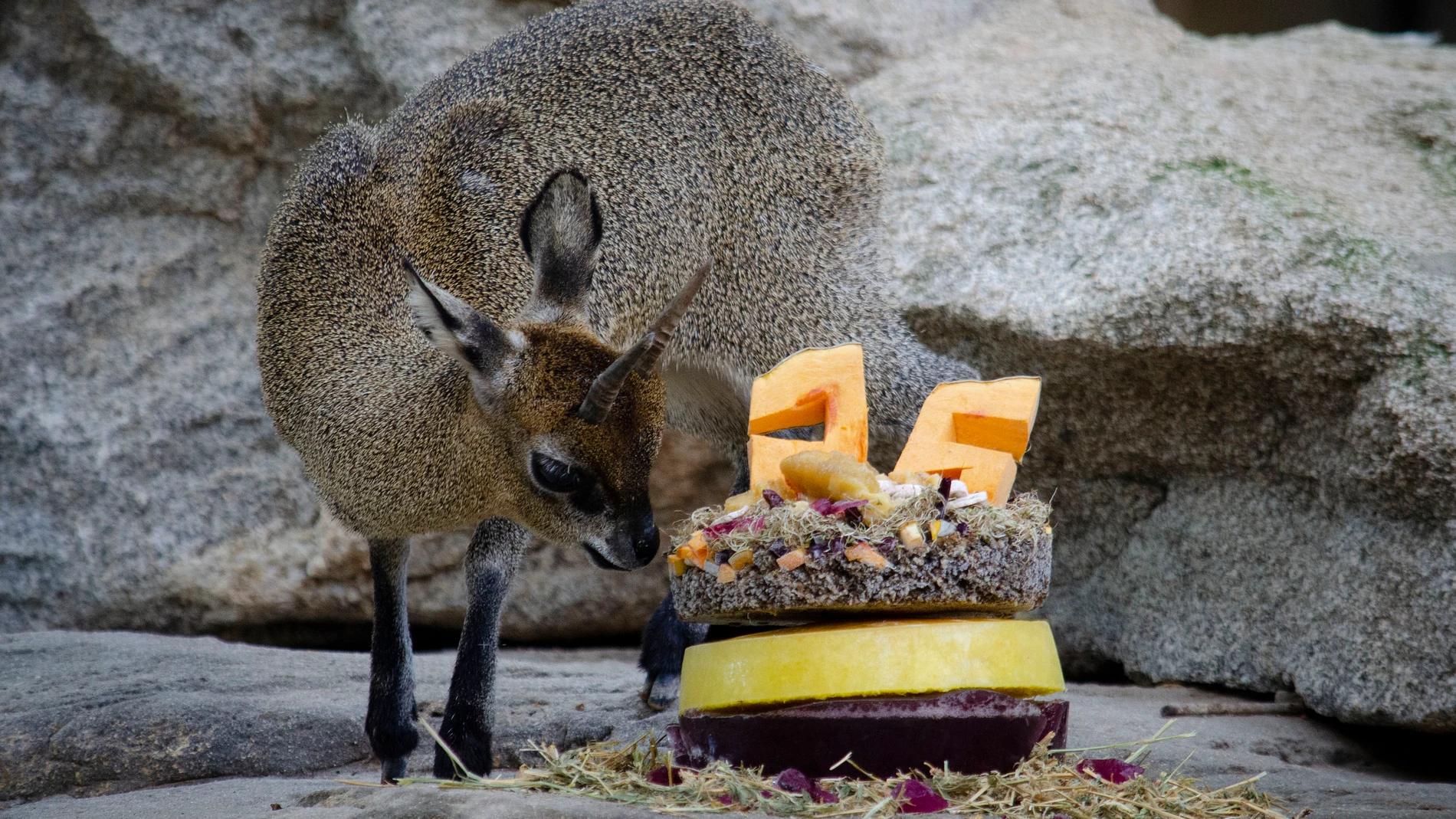 BIOPARC Valencia celebra el 25 aniversario de Calypso, el único saltarrocas que puede verse en Europa
