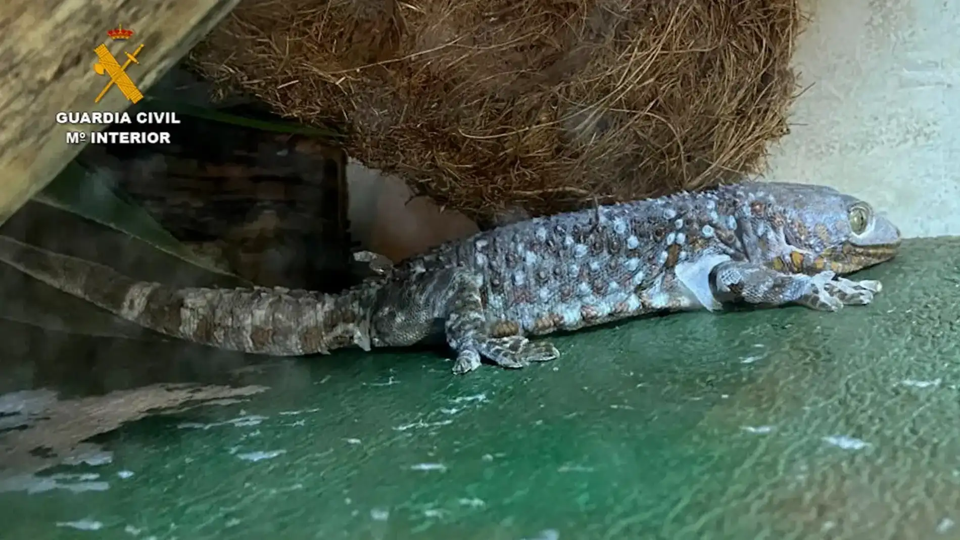 Una de las especies recuperada por la Guardia Civil de Palencia