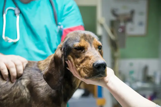 Las seis razas de perro que menos acuden al veterinario