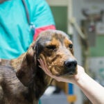 Veterinario examinando a un perro