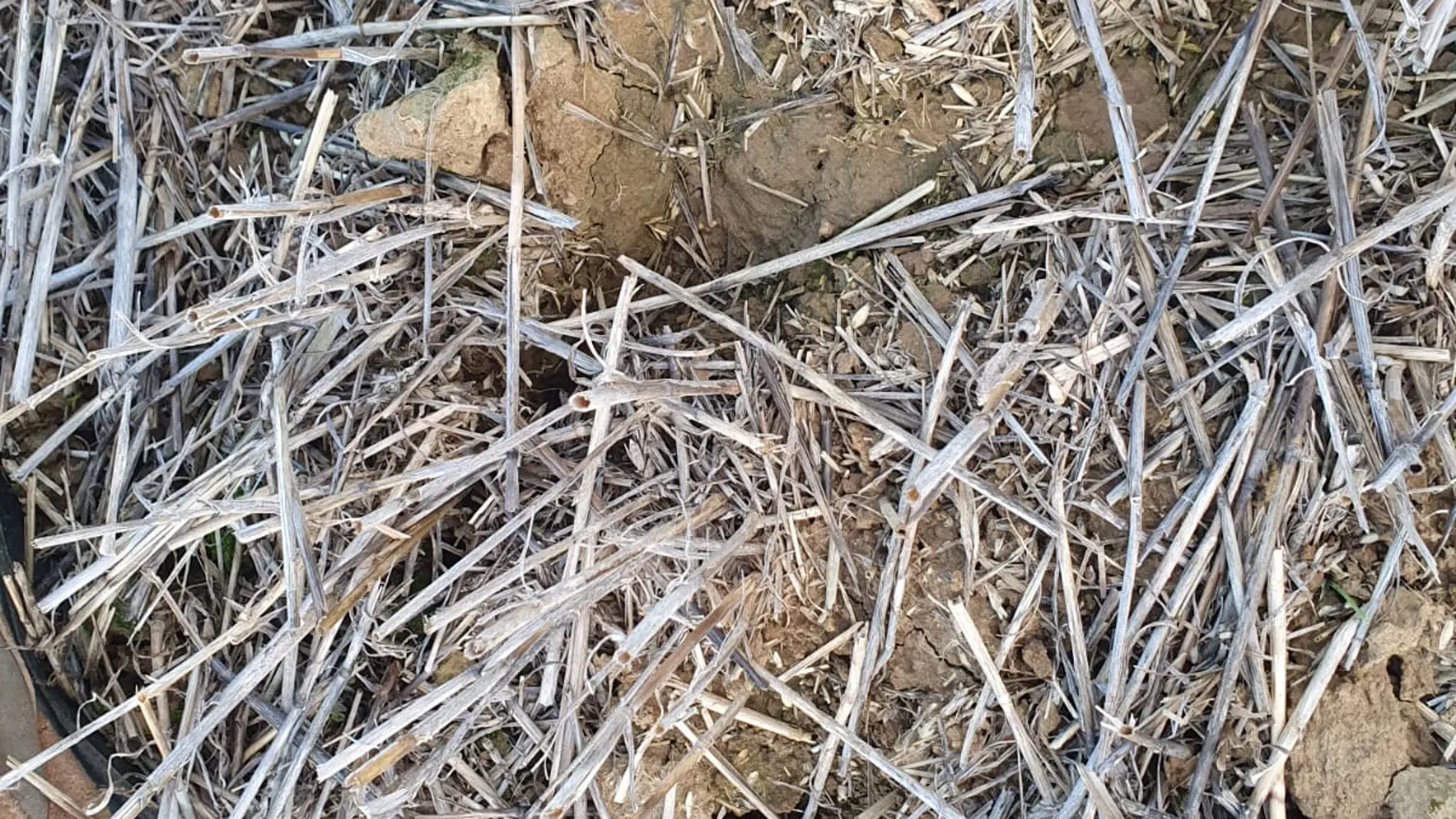 Las parcelas de Tierra de Campos están llenas de huras de topillos