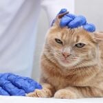 Gato en el veterinario