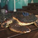 La tortuga recuperada número 600, tras los cuidados de la Fundación OceanogràficOCEANOGRÀFIC22/11/2021