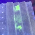 Una muestra de coronavirus se ilumina en la mascarilla