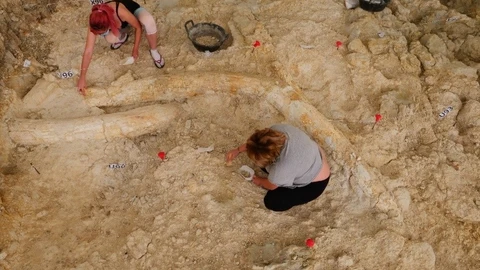 Vista de las defensas de Mammuthus meridionales encontradas en Fuente Nueva 3. PROYECTORCE
