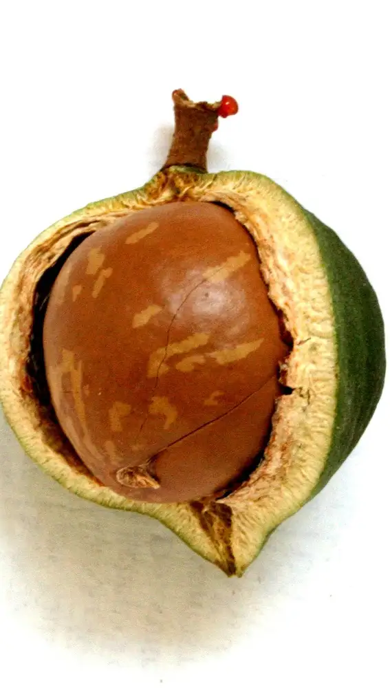 Las nueces de macadamia no son letales, pero pueden tener efectos de mucha gravedad