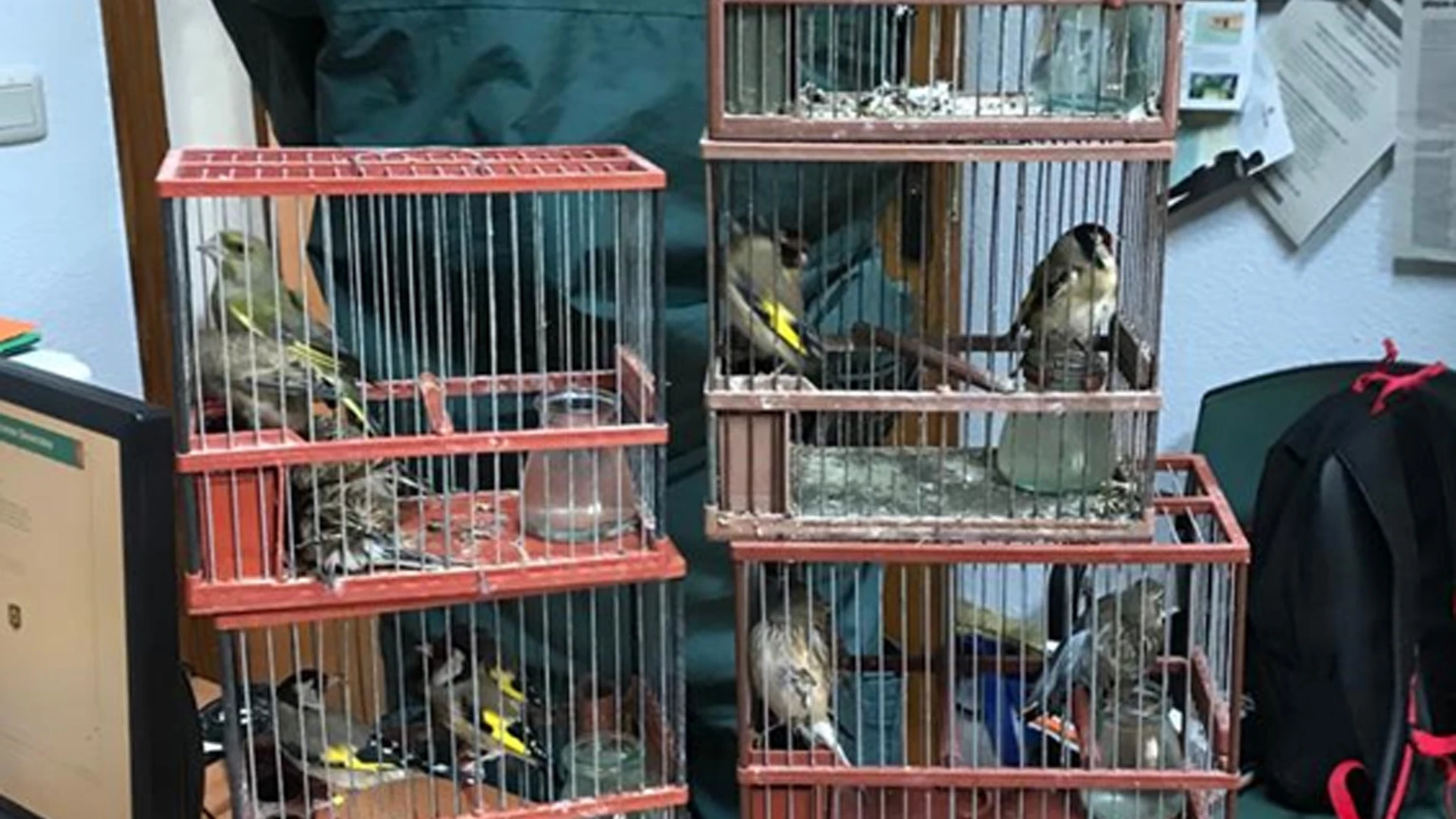 Un agente posa con las aves intervenidas