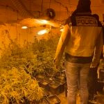 Cultivo "indoor" de marihuana localizado en Torrent (Valencia)