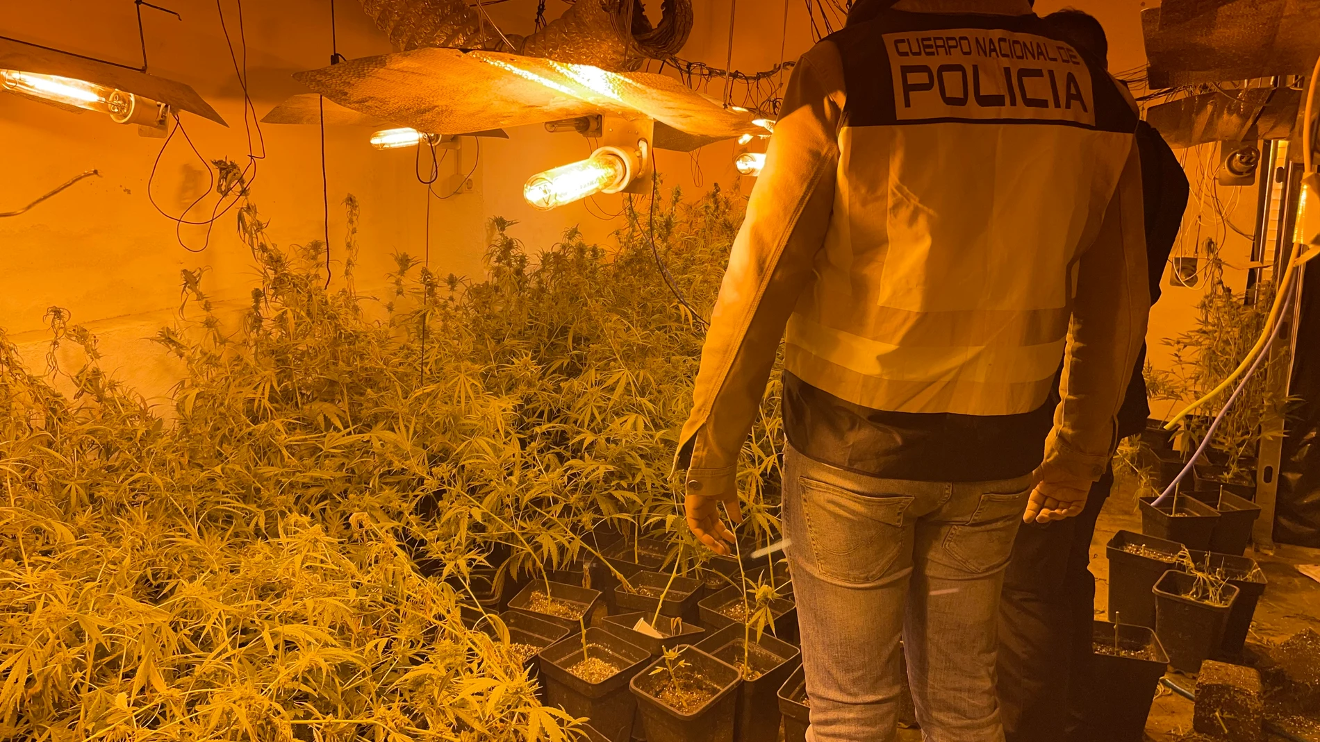 Cultivo "indoor" de marihuana localizado en Torrent (Valencia)