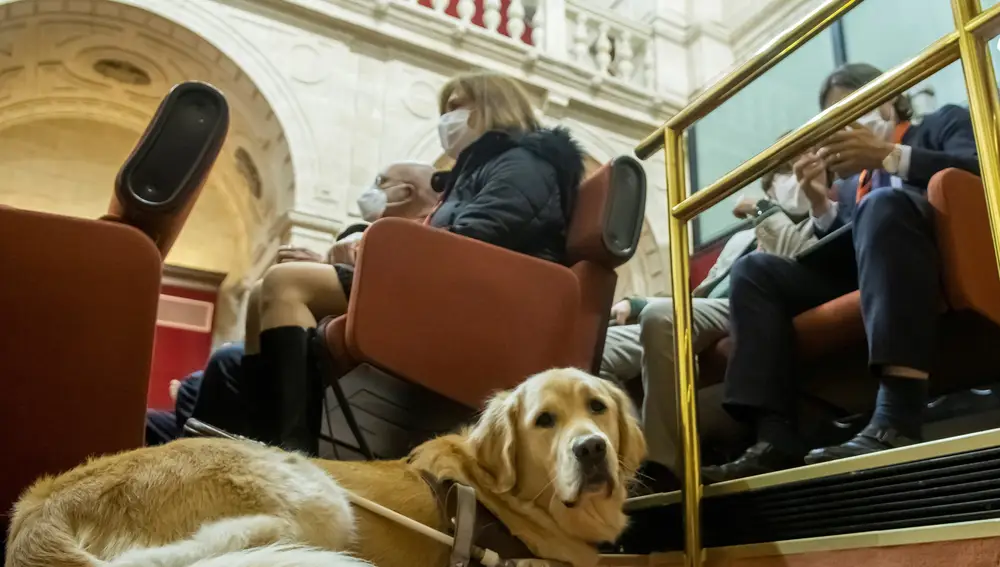 Un perro de asistencia en el Parlamento de Andalucía, donde se ha aprobado el proyecto de Ley por el que se regulan los perros de asistencia a personas con discapacidad en Andalucía. EFE/ Raúl Caro.