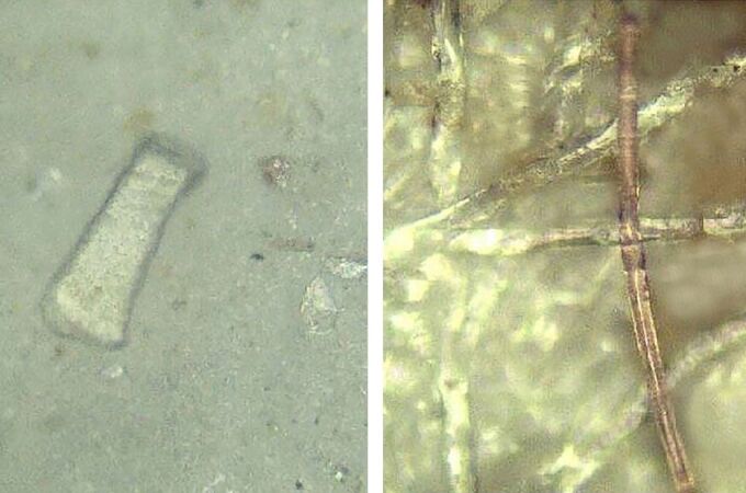 Se encontraron 15 tipos de microplásticos de diversas formas como láminas (arriba a la izquierda) y fibras (arriba a la derecha) en las heces