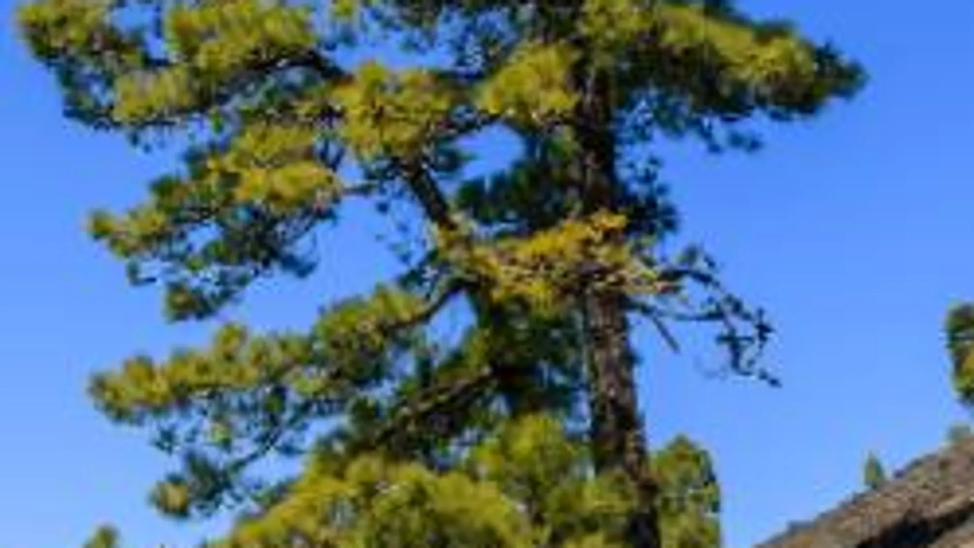 Pinus caraiensis
