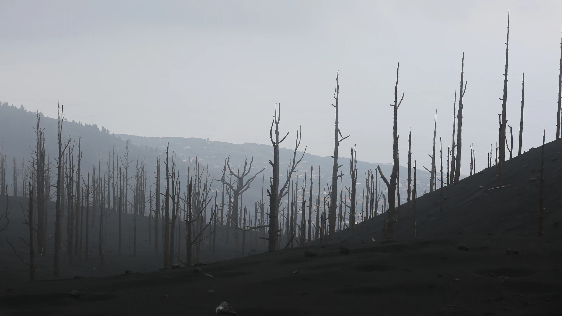 Zona de vegetación desde el acceso a una de las zonas restringidas de La Palma 'El Pilar', afectada por la erupción del volcán de Cumbre Vieja, a 27 de diciembre de 2021, en La Palma, Canarias, (España). Tras 85 días de actividad, el pasado 25 de diciembre se dio por finalizada la erupción del volcán en La Palma. Según el último cálculo de Copernicus, han sido 1.241,1 las hectáreas arrasadas por la lava y 2.988 edificaciones de todo tipo, de las cuales 1.345 eran viviendas. Esta erupción es considerada la más larga desde que hay registros. 27 DICIEMBRE 2021;VOLCÁN;ACCESO RESTRINGIDO;ISLAS CANARIAS Cézaro De Luca / Europa Press 27/12/2021