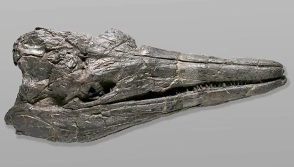 Cráneo de Cymbospondylus youngorum, fotografiado por 	, y cedido por el Natural History Museum of Los Angeles County (NHM)