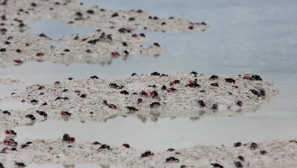 Cangrejos de la Isla de Navidad a su llegada a la costa.