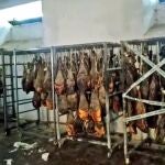 Dos detenidos y siete investigados en Salamanca por comerciar con cerdos sin cumpliar las normas de calidad del ibérico
