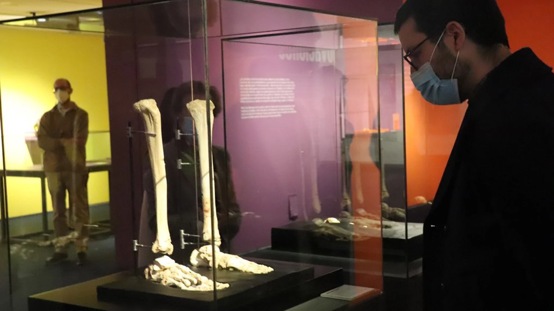 Proyecto expositivo ‘Tenerse en pie. La postura erguida en la evolución humana’, en el Museo de la Evolución Humana en Burgos
