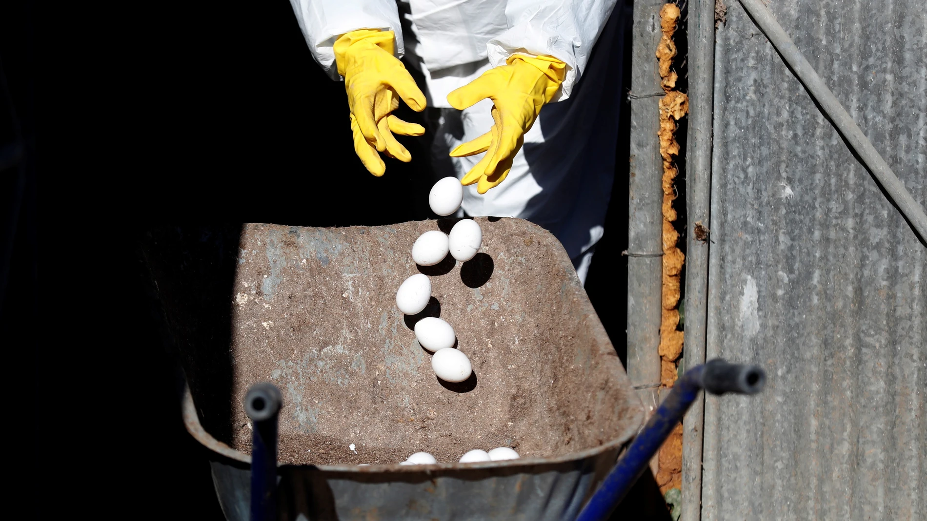 Trabajadores desechando huevos de gallina en una granja en una imagen de archivo. EFE/Atef Safadi