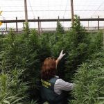Un agente de la Guardia Civil en un invernadero de marihuana
