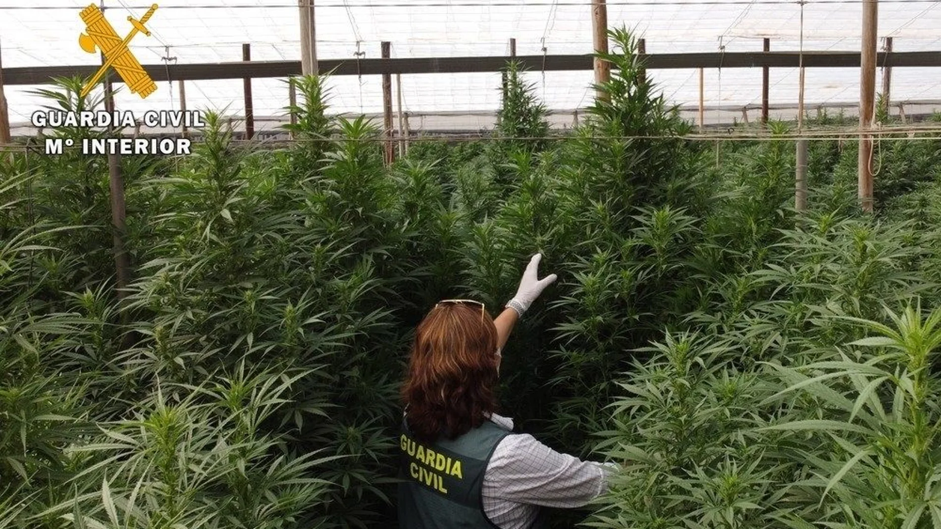 Un agente de la Guardia Civil en un invernadero de marihuana