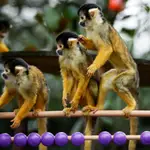  Un grupo de monos roba un bebé de dos meses y lo ahogan en un tanque de agua en la India