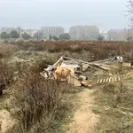 Un perro entre los escombros de la zona para perros de Montecarmelo