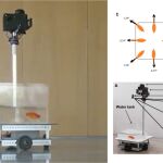 Pez conductor, del estudio de Givon et al, publicado en Behavioural Brain Research.