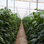 Un invernadero almeriense, icónico modelo de la agricultura de la provincia