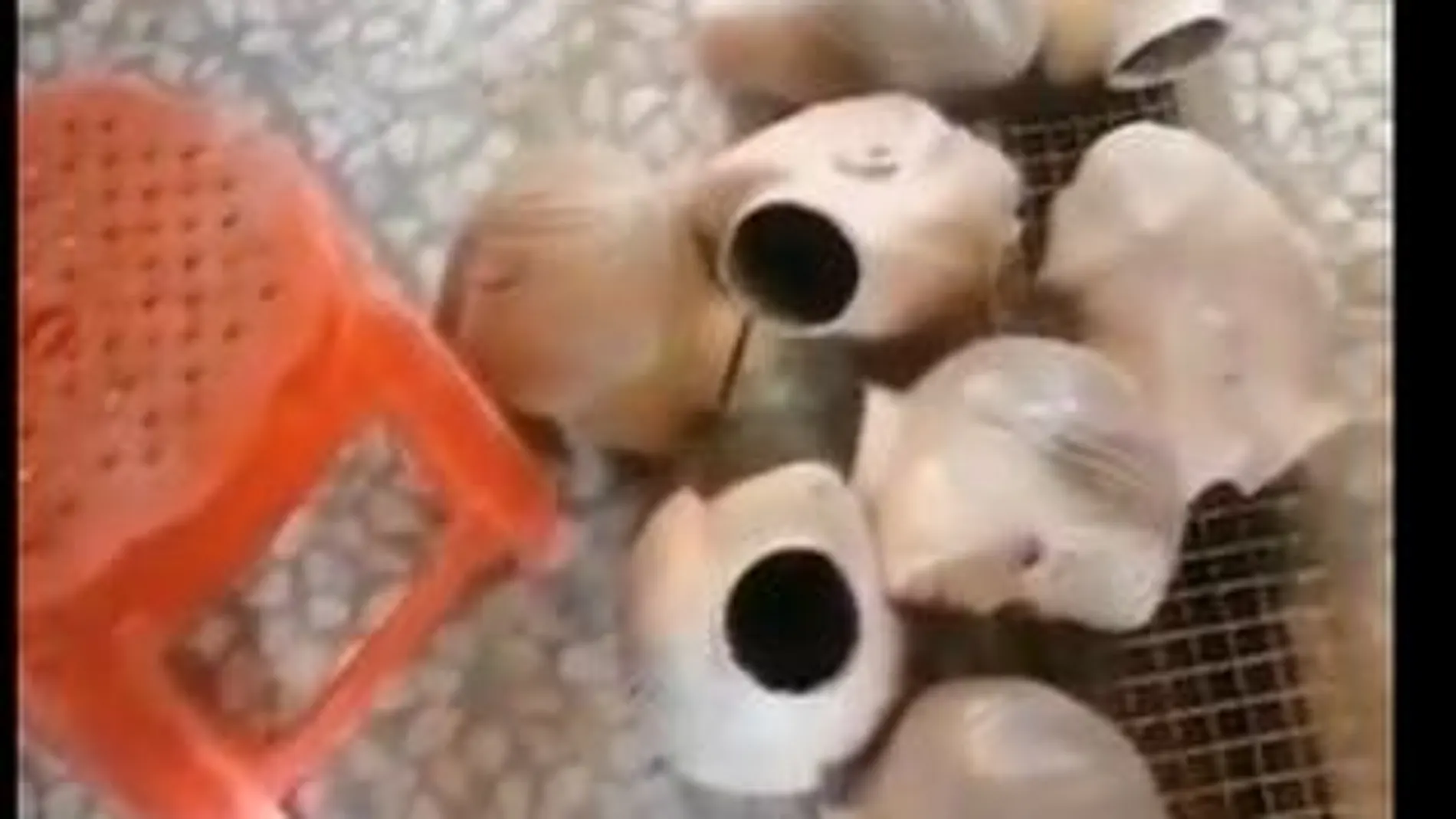 Captura del vídeo en el que se ve cómo los maniquíes son decapitados