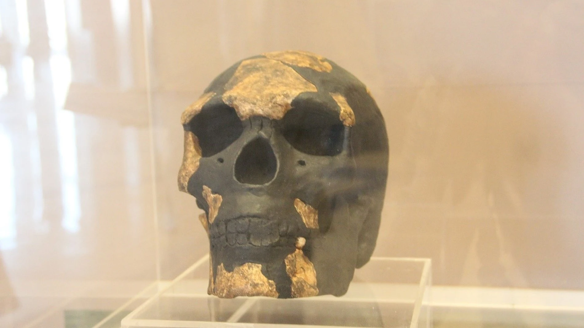 Reproducción del cráneo del Hombre de Kibish (Omo I). “Musée des Civilisations Noires” en Dakar (Senegal).