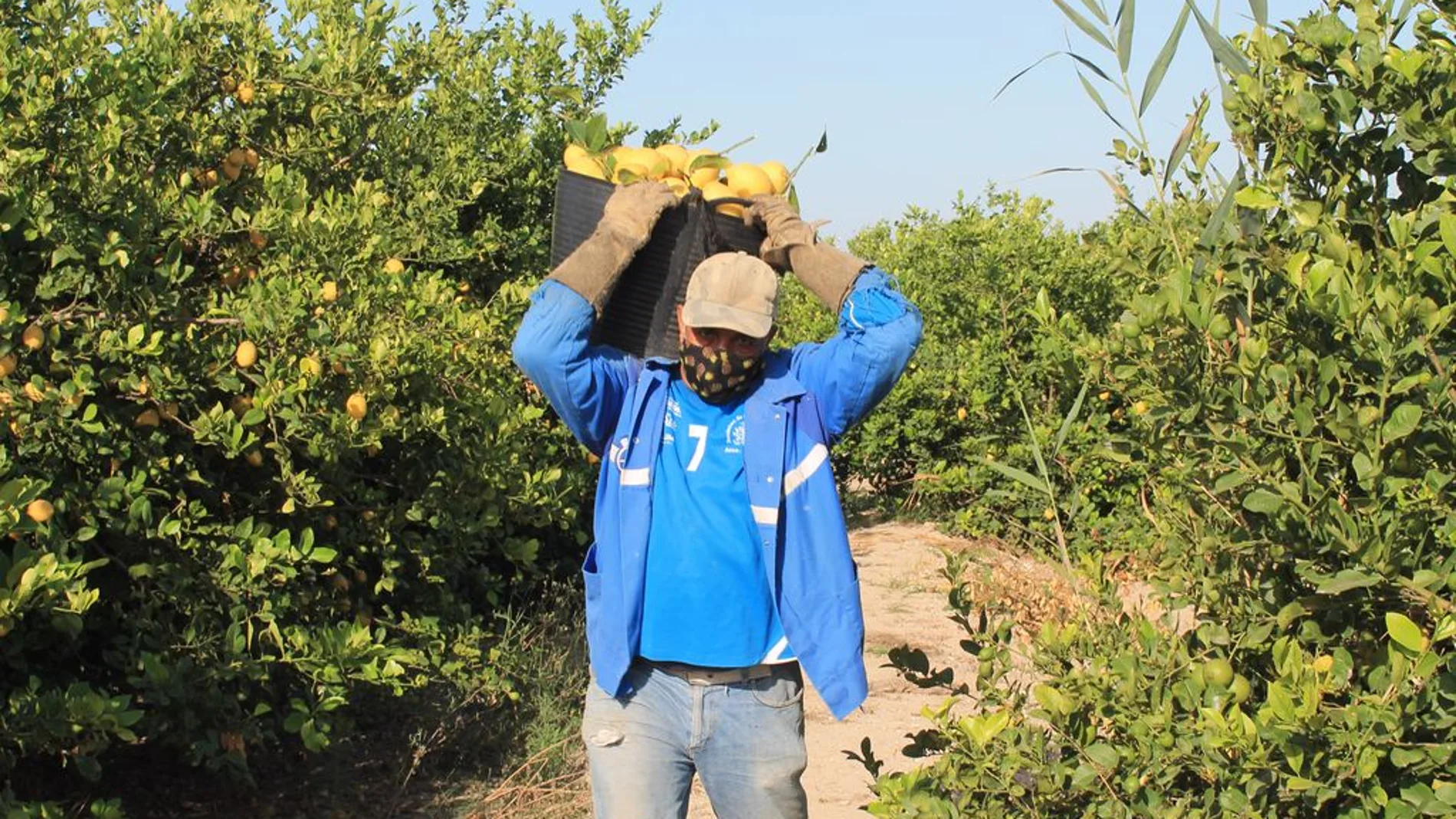 Asaja denuncia que los distribuidores consideran destrío la mitad de la cosecha de limones, por lo que no se los pagan al agricultor