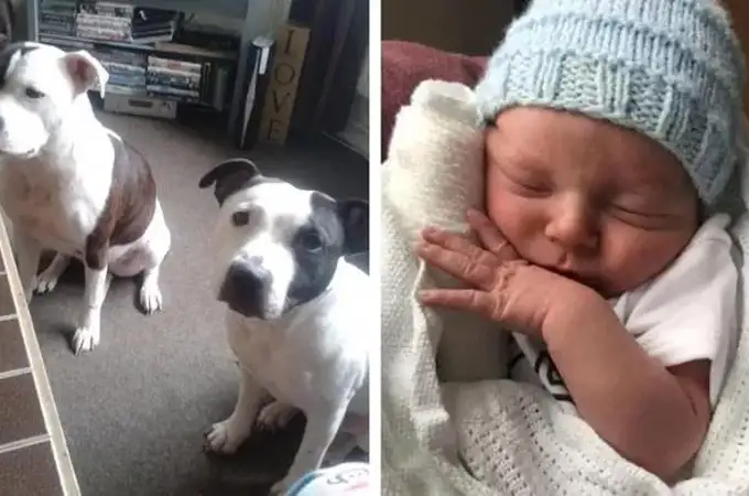 Muere un bebé tras ser atacado por una perra que le mordió la cabeza 23 veces pensando que era un juguete