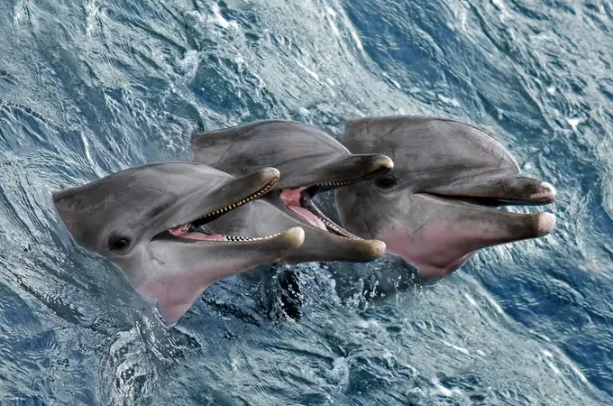 “Delfines asesinos”: así es el nuevo arma letal de Israel contra Hamas frente a las costas de Gaza