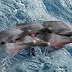 Los animales marinos cuentan con una larga historia para ser utilizados con fines militares
