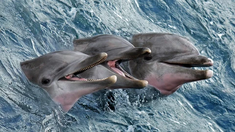 Los animales marinos cuentan con una larga historia para ser utilizados con fines militares