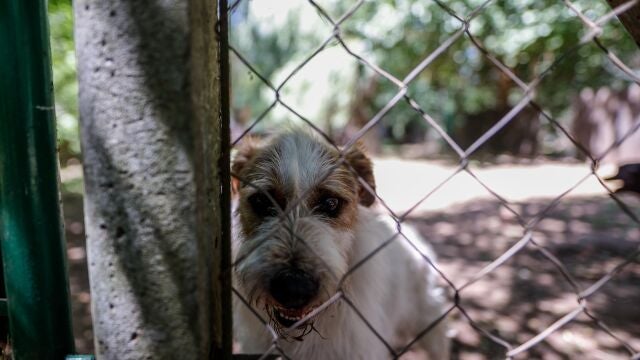 Vista de un perro en el hogar de animales