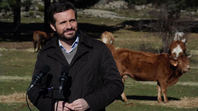 El líder del PP, Pablo Casado, en una explotación ganadera extensiva de vacuno en Las Navas del Marqués (Ávila) Foto: David Mudarra