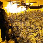 Una agente de la Guardia Civil tras una operación contra una plantación ‘indoor’ de marihuana con 150 plantas en Pobladura de Pelayo García (León)