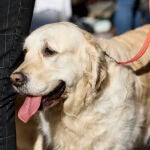 Una reciente sentencia ha condenado al propietario de un perro a cuatro meses de inhabilitación para la tenencia de animales. Jesús Hellín / Europa Press 16/01/2022