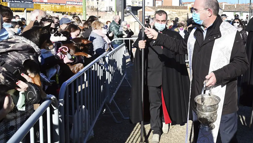 Festividad de San Antón, con la tradicional misa en la Iglesia Santa María la Real y Antigua de Gamonal y el reparto de titos en Burgos