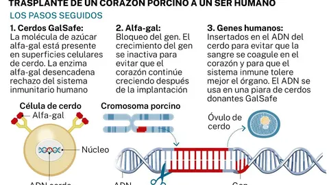 Pasos seguidos para un trasplante de corazón porcino a un humano