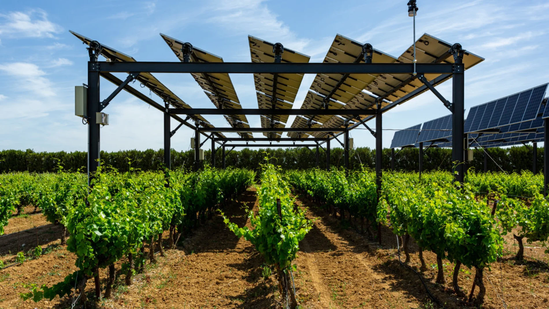 Agrovoltaica, energía solar y agricultura