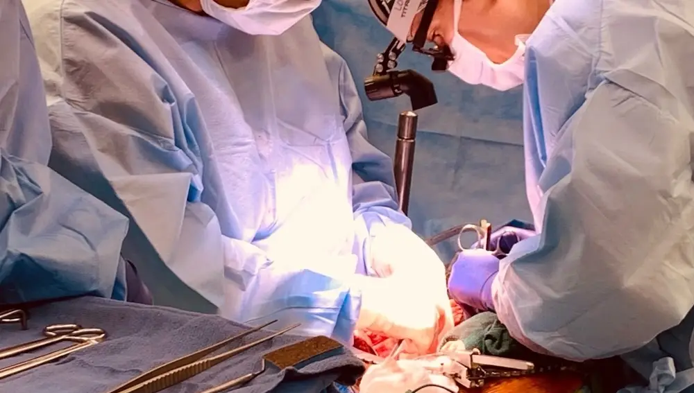 Un equipo de investigadores estadounidenses ha logrado trasplantar con éxito dos riñones de cerdo modificados genéticamente a un humano que se encontraba en muerte cerebral.