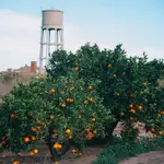 Imagen de un campo de naranjas en la Comunidad Valenciana